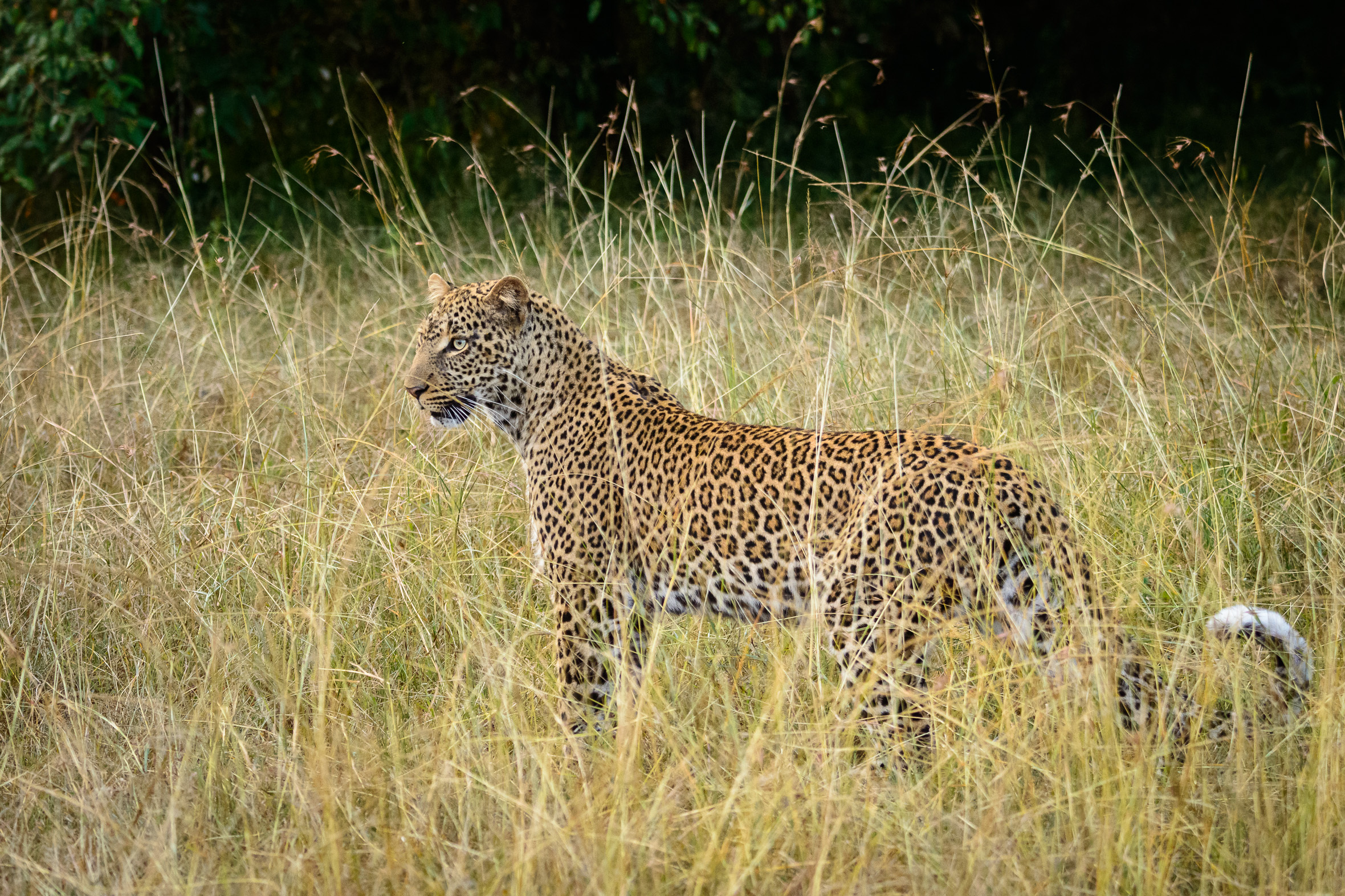 Leopard in Search of Prey