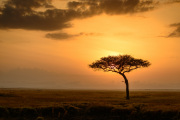 Iconic African Sunrise