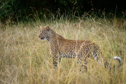 Leopard in Search of Prey