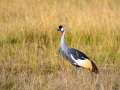 Grey Crowned Crane Prances in the Early Morning