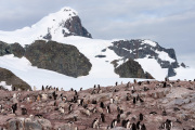 Penguin Life on Cuverville Island