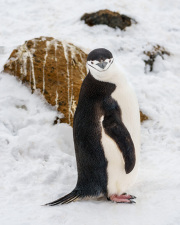 Chin Strap Penguin