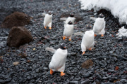 Penguin Olympics