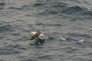 Wandering albatross takeoff