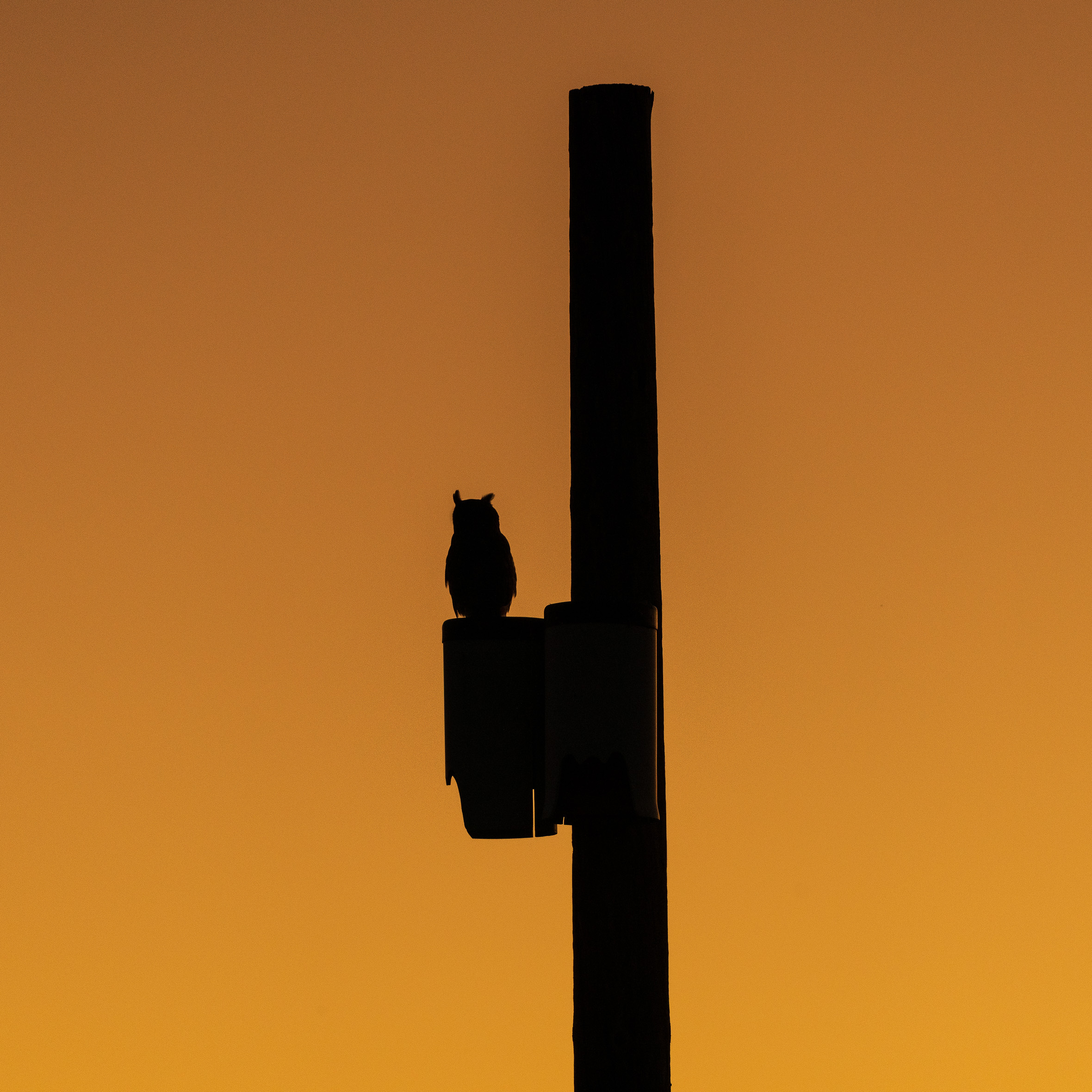 Great Horned Silhouette