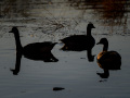 Ducks Silhouetted