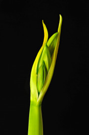 Amaryllis Buds [8734]