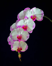 Orchids (White & Purple) [9329]