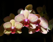 Phalaenopsis Orchids (Green & Red) [0057]