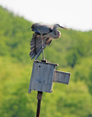 Blue Heron Tai Chi [2385]