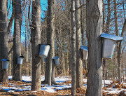 Maple Sugaring [2422]