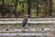 Blue Heron and Buddy [5103]