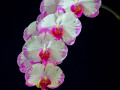 Orchids (White & Purple) [9329]