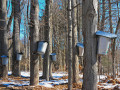 Maple Sugaring [2422]