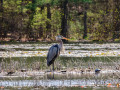 Blue Heron and Buddy [5103]