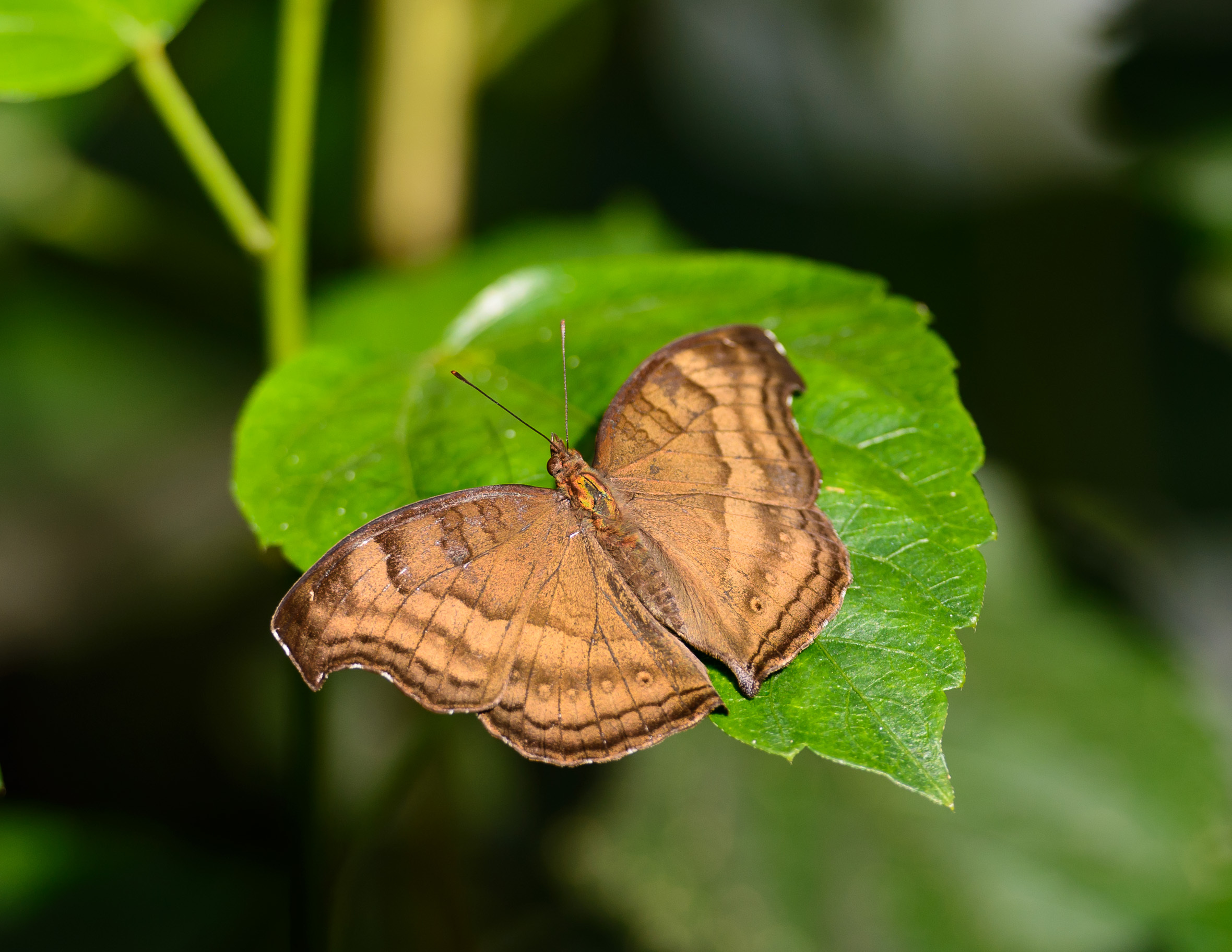 20150219_KButterflies-586