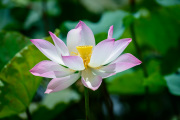 Iconic Lotus Blossom