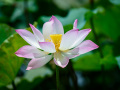Iconic Lotus Blossom