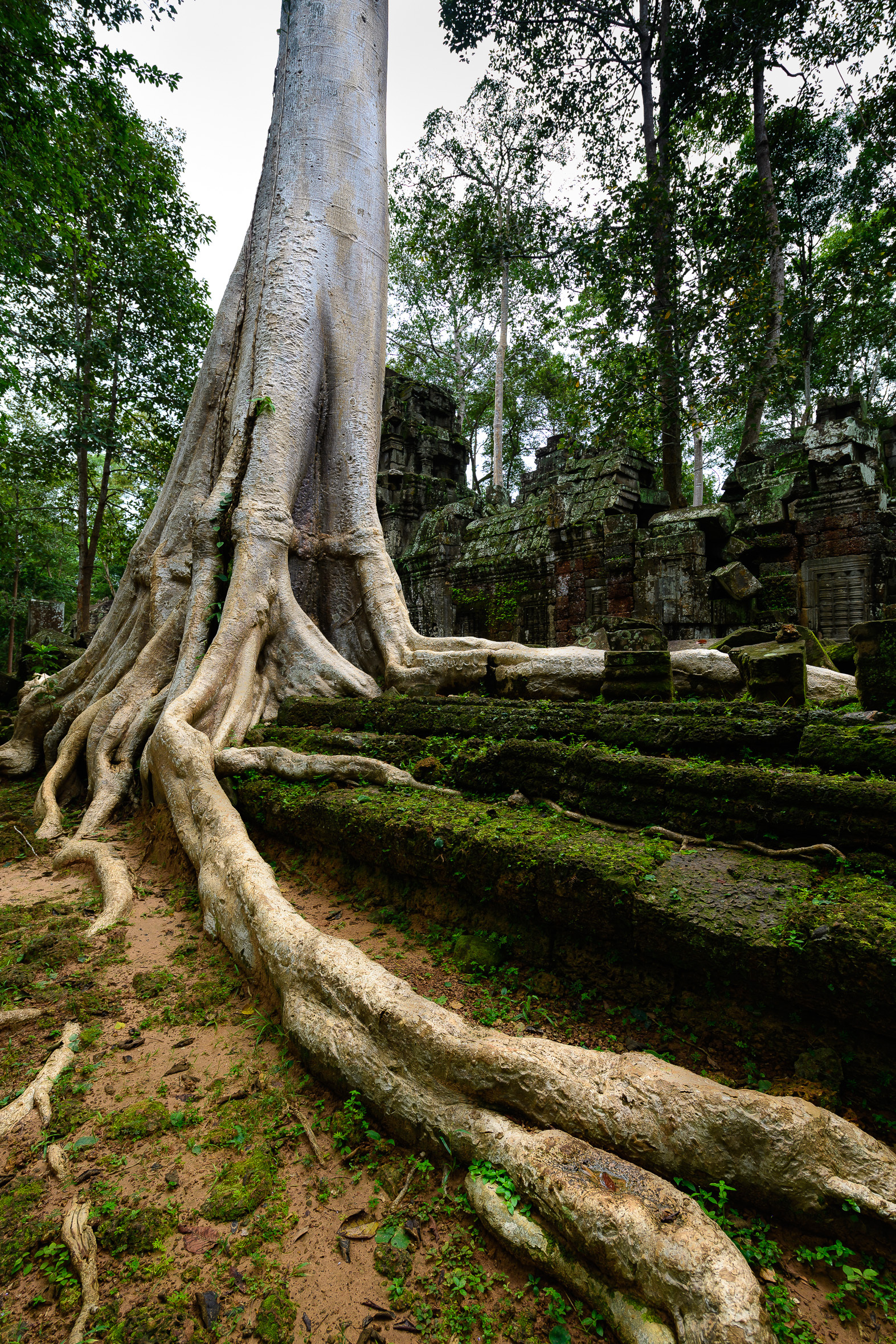 Silver Tree of Cambodia