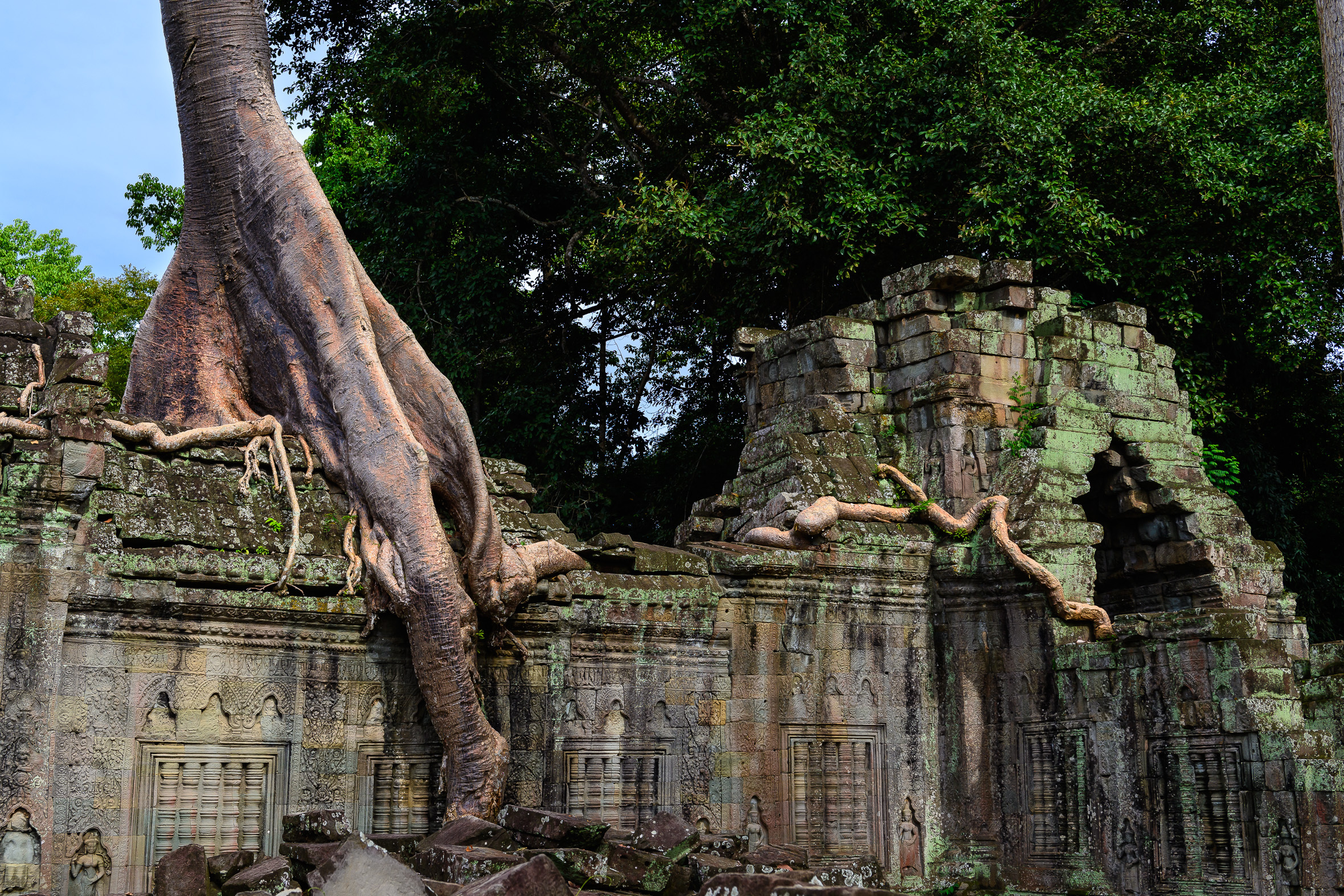 Running Tree of Preah Khan