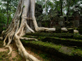 Silver Tree of Cambodia