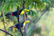 Two Keel-Billed Toucans