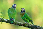 2 Brown-hooded parrots