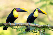 2 Yelllow-throated toucans