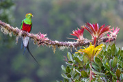 Resplendent Quetzal with Flowers
