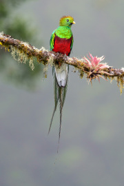 Magnificent Resplendent Quetzal