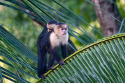 white-faced capuchin monkey