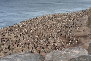 Antarctic Shag Colony