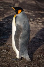 King Penguin Pose