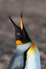 King Penguin Ecstatic Display