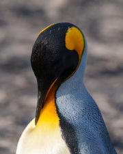 King Penguin Snooze