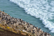 Antarctic Shags at the Coast