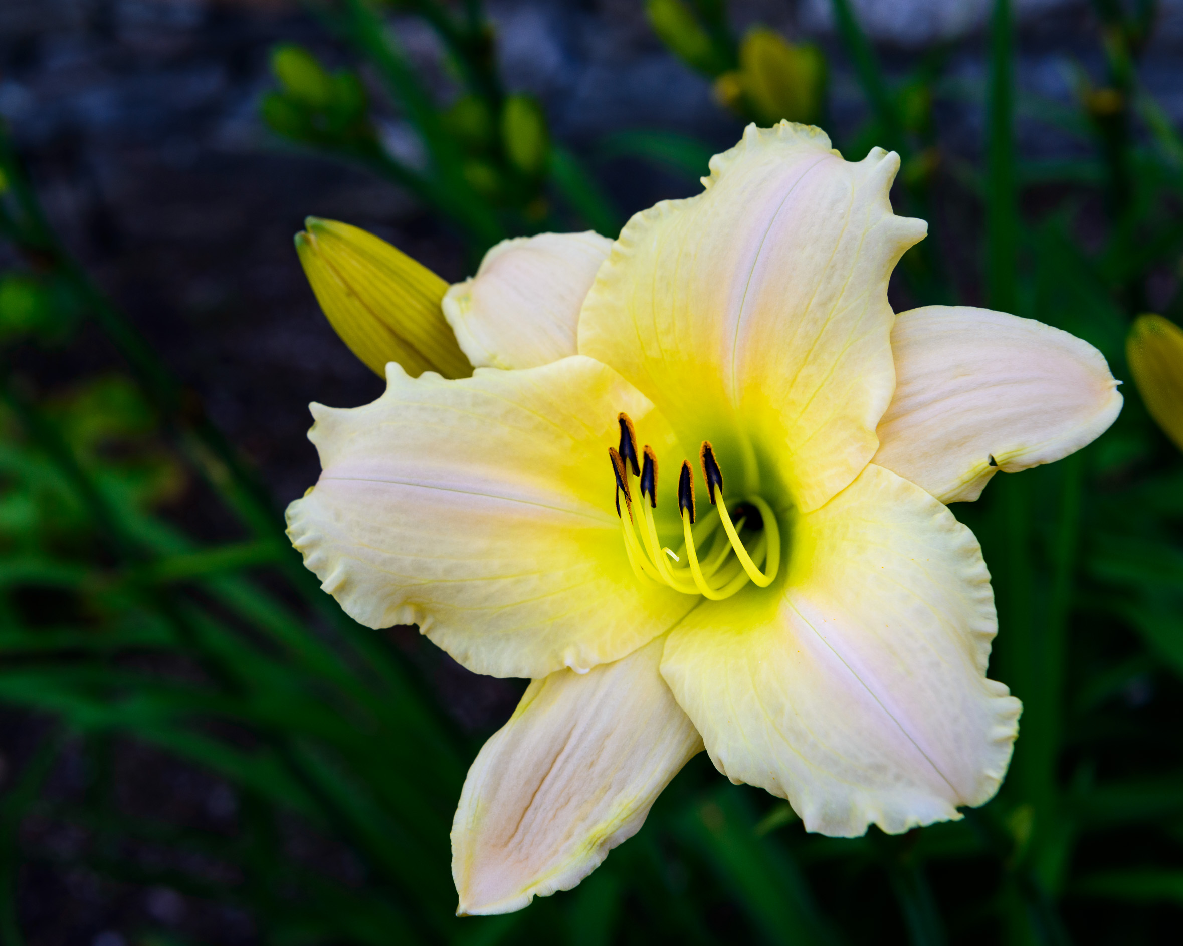 Cool White Day Lily