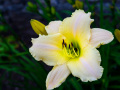 Cool White Day Lily