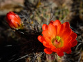 Claret Cactus Bloom