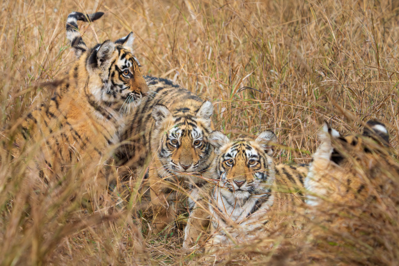 Tiger Mom with Three Cubs