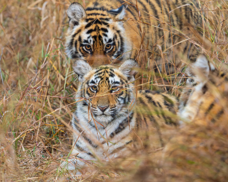 Two Tiger Cubs