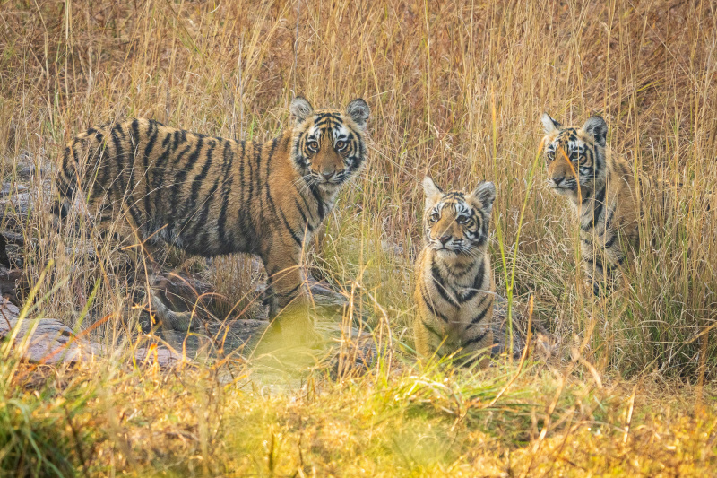 Three Tiger Cubs Take Notice