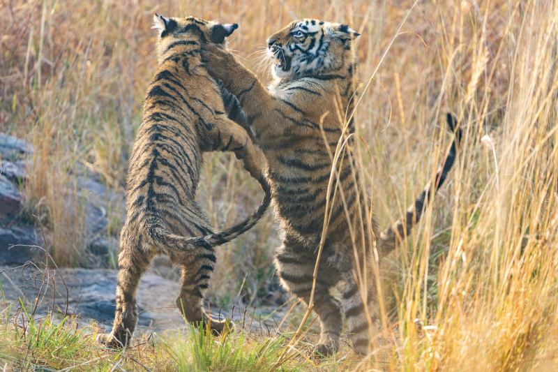 Two Tiger Cubs Sparring