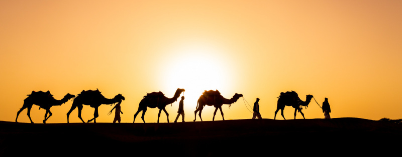 Five Camels