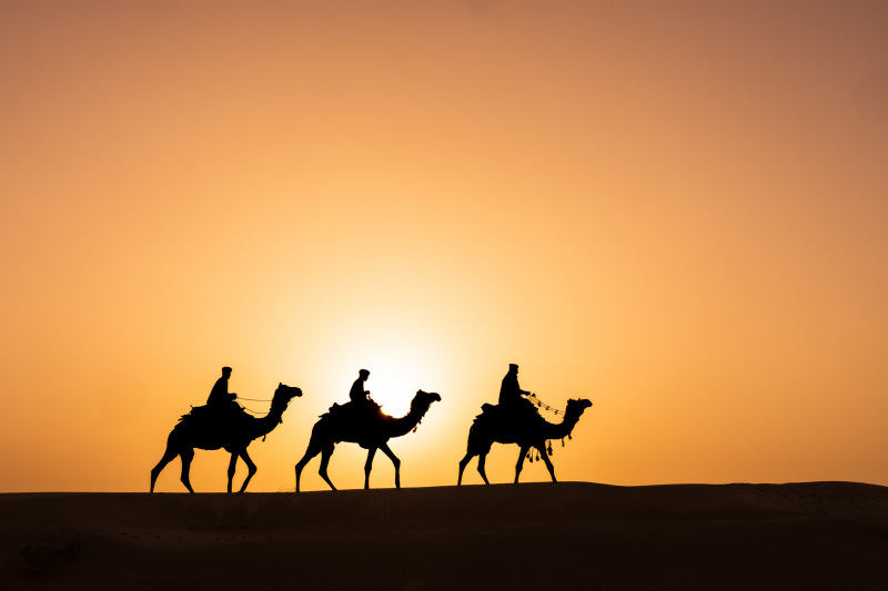 Three Camels at Sunset