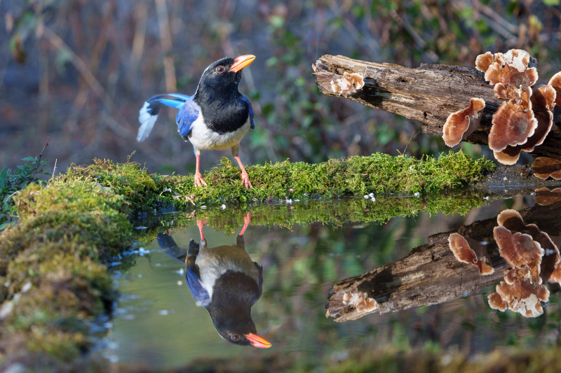Red Billed Blue Magpie Reflection