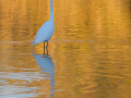 Egret on Golden Water