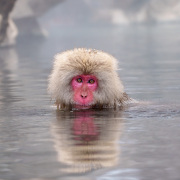 Snow Monkey Reflection