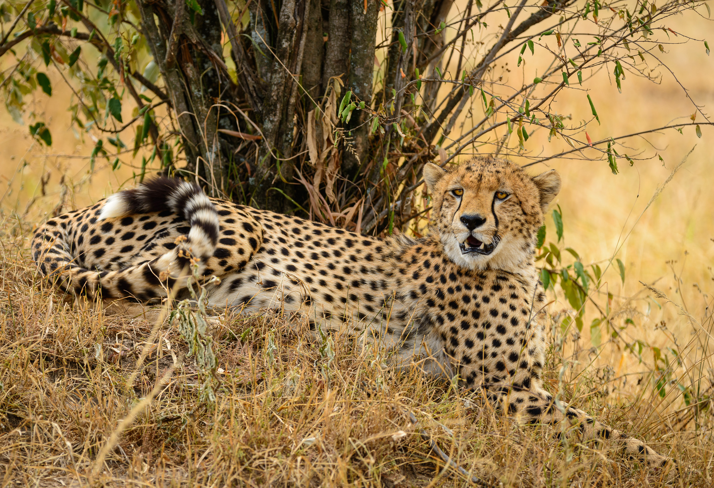 Restful Cheetah