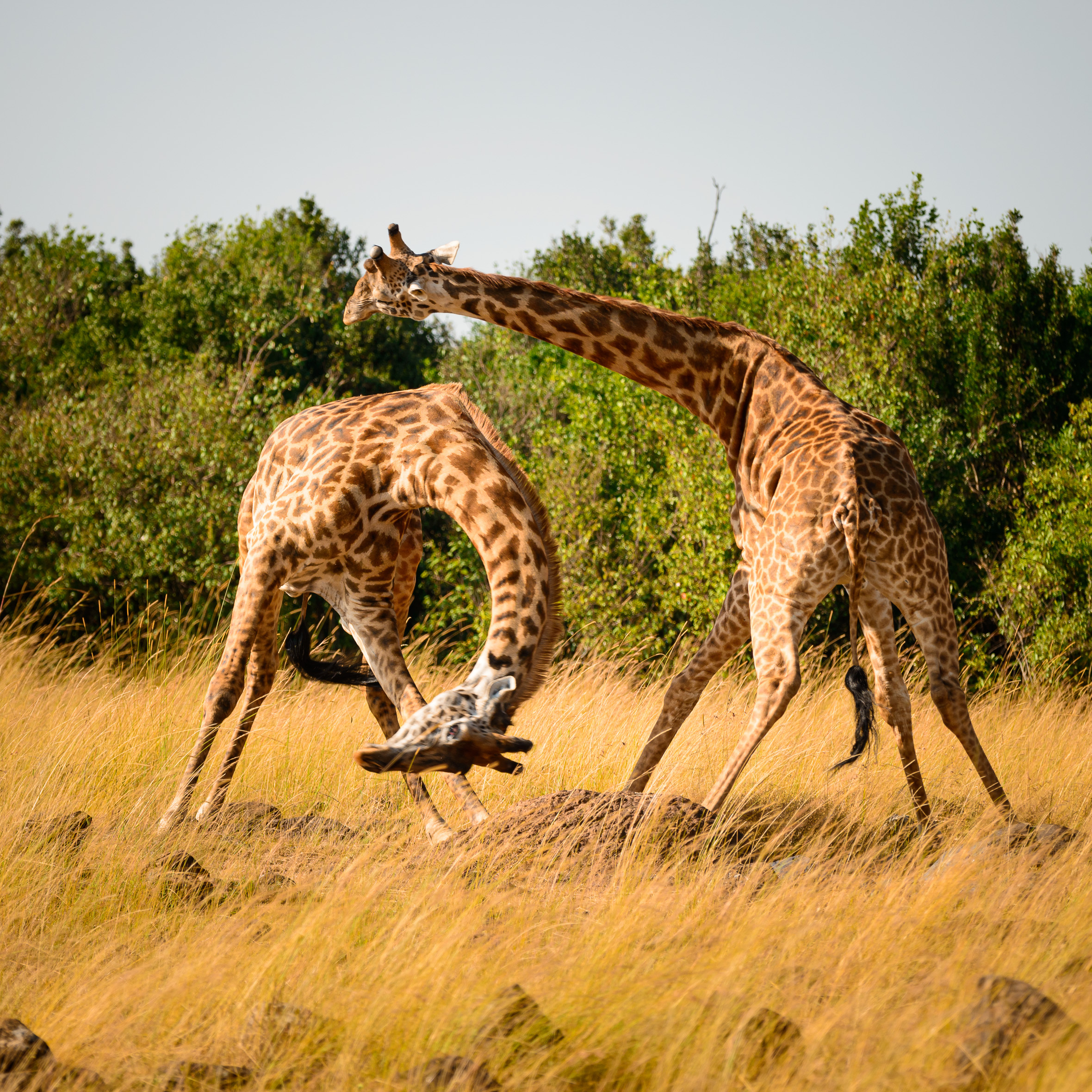 Giraffe Sparring